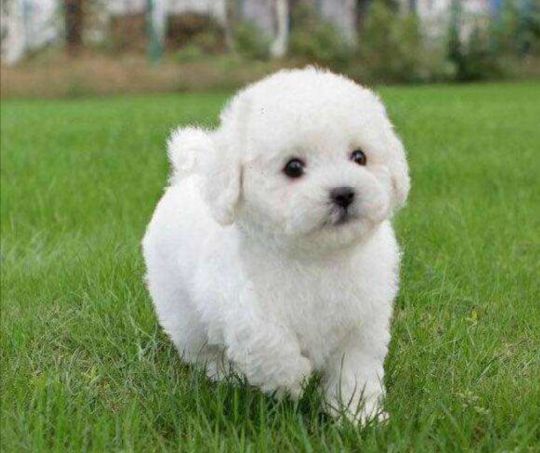 家养小狗豆豆,小狗叫豆豆的特别多