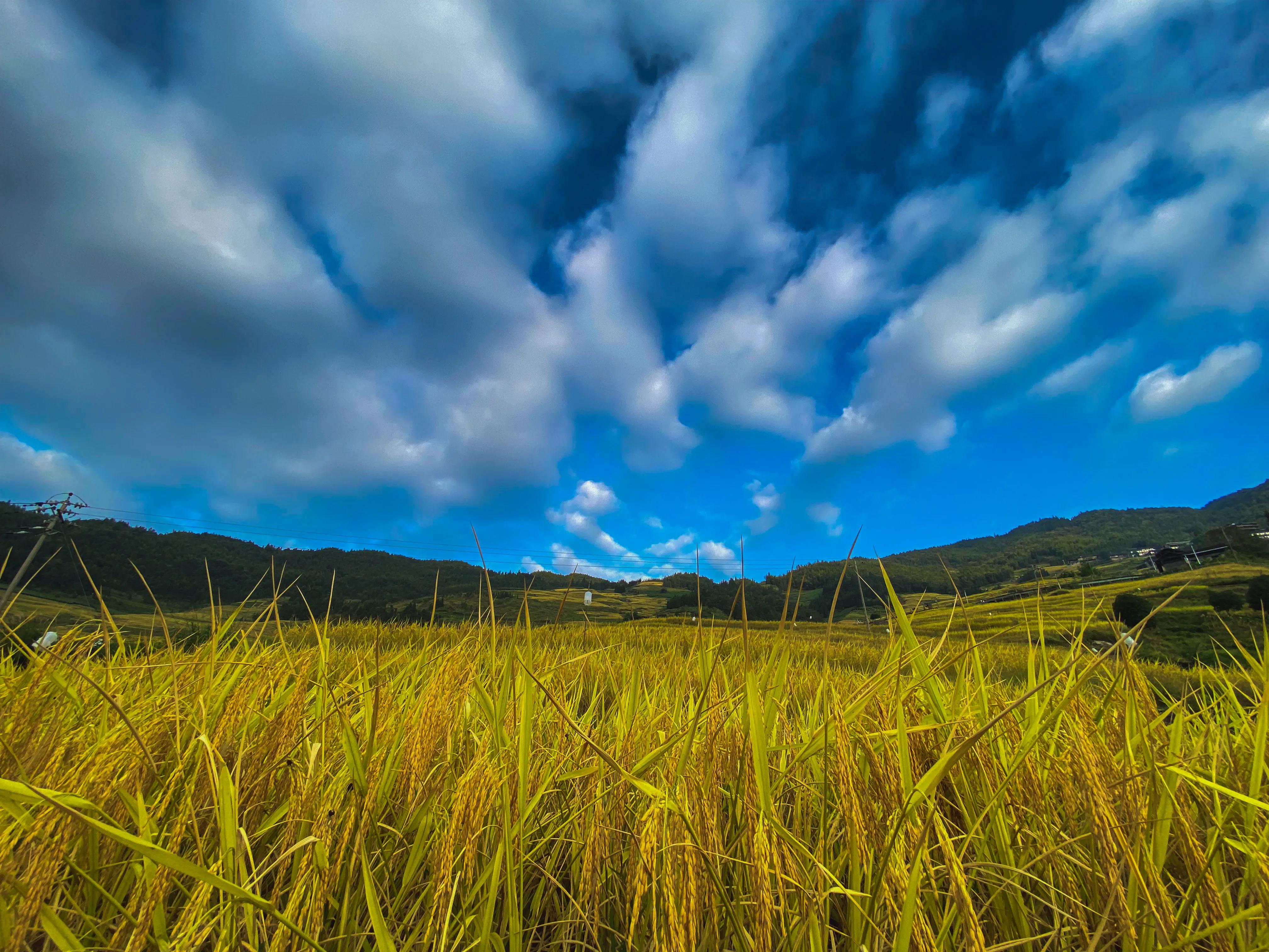 龙胜龙脊梯田香米,龙胜龙脊梯田分红