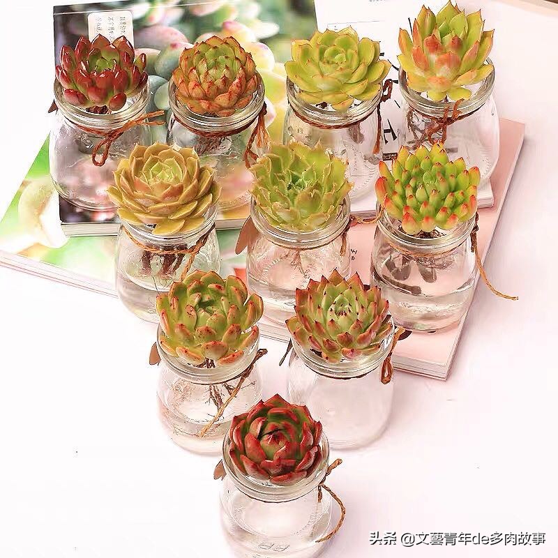 多肉水培，别把根系浸泡在水里，化水黑腐无空子可钻，多肉更健康