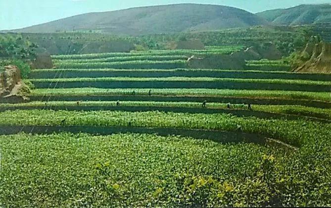 农业学大寨大寨村现况,农业学大寨指的是哪个大寨村