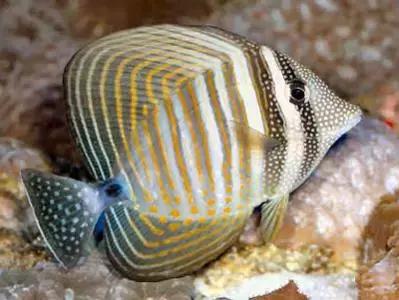 fot海水观赏鱼,fot鱼品种