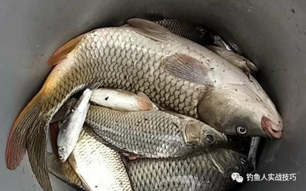 饵料钓鱼鱼一直脱钩,专攻鲫鱼鲤鱼草鱼拉饵