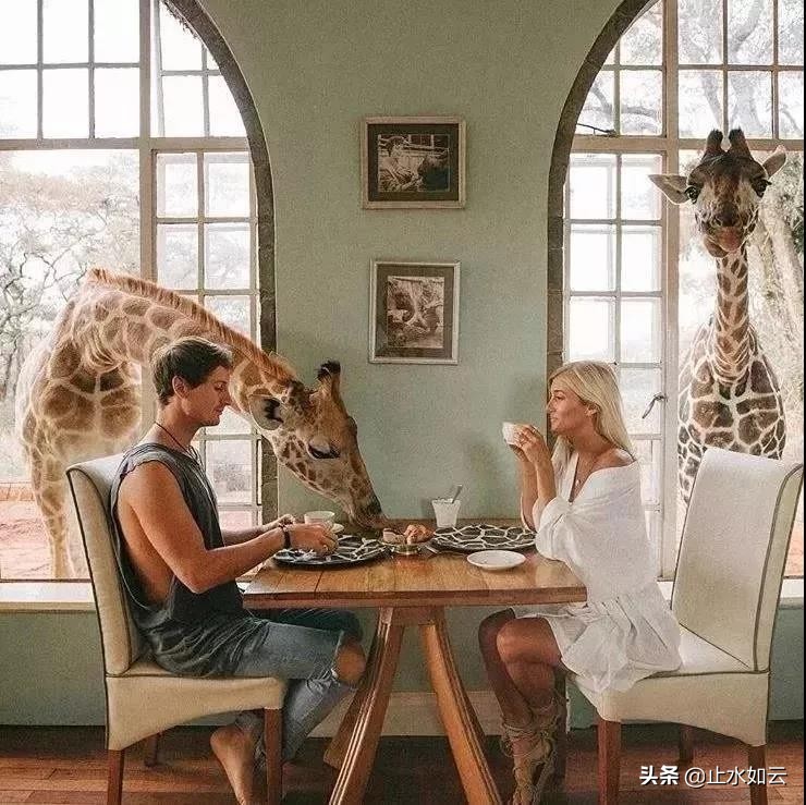 吃长颈鹿治艾滋病?为保护谣言下的生命他们建了家世界唯一的酒店