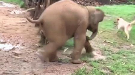 云南小象顽皮,小象宝宝为什么这么淘气