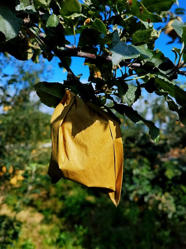 由戴套的苹果说开去