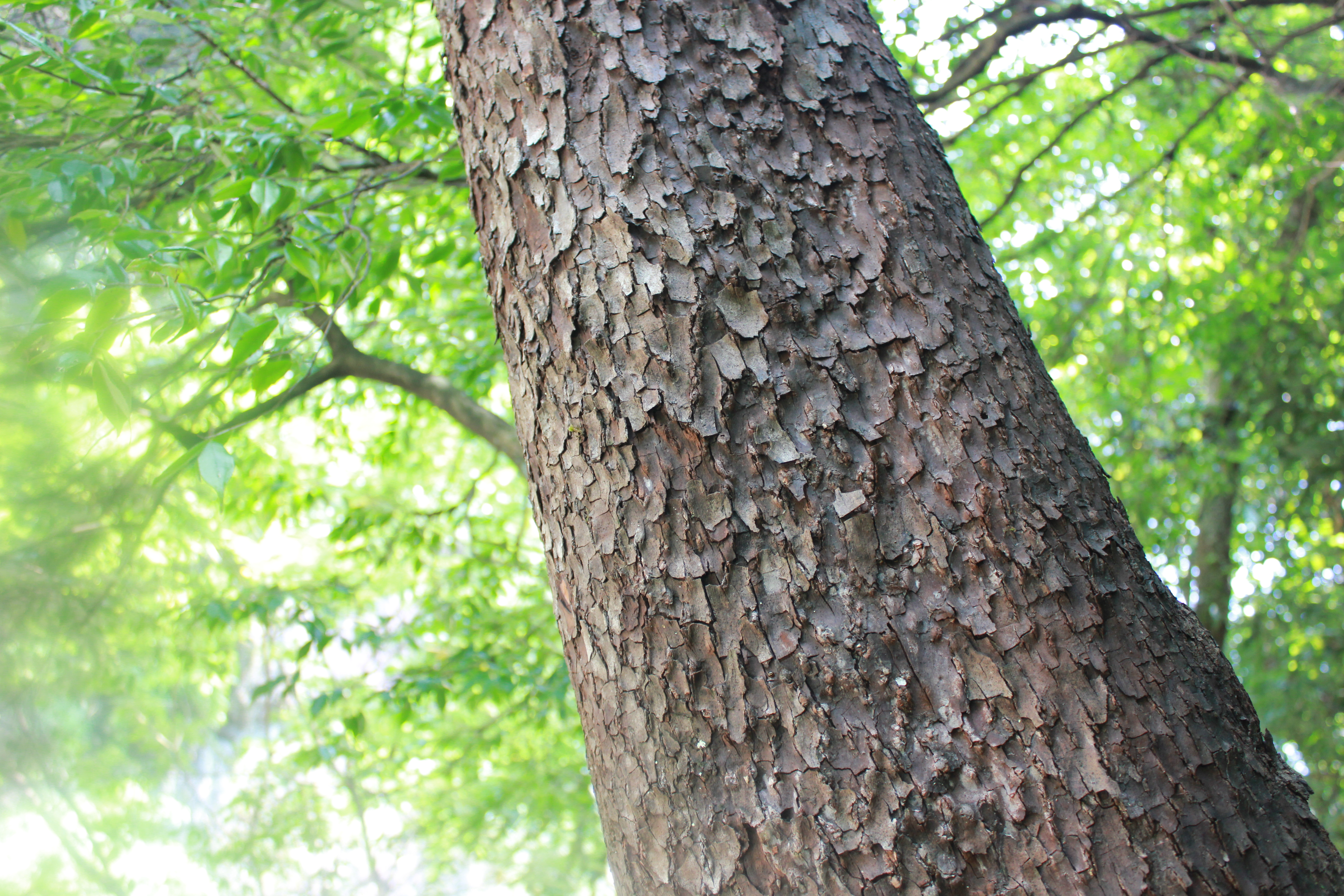 武汉周边避暑胜地｜端午武汉至咸宁九宫山2日自驾亲子游路线分享