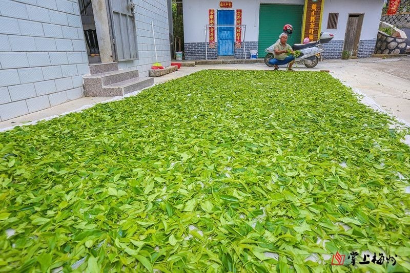 山下红色“讲古”，山上绿色“品茗”！脱贫奔康，梅州大埔这里风景独好