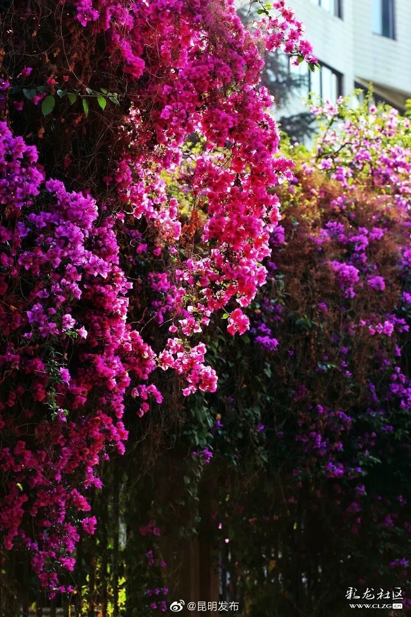 被大理丽江掩盖风头又怎样？它才是云南No.1！5月它太美了