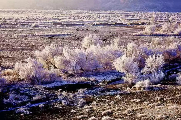 巴音布鲁克镇冬天的生活,巴音郭楞自治州和静县冬天