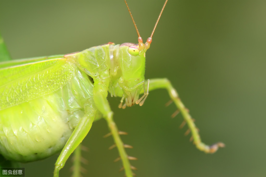 蝈蝈传统饲养,饲养蝈蝈的历史