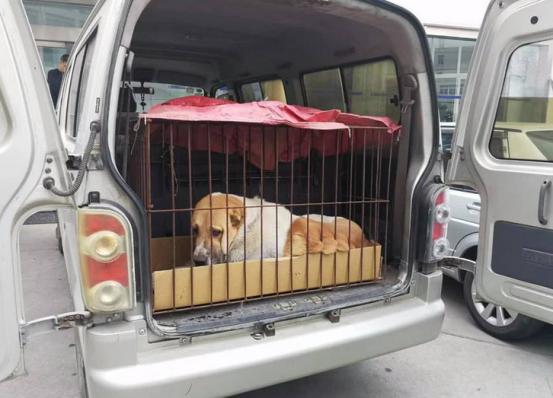 郑州到成都宠物托运,成都到重庆托运宠物多少钱