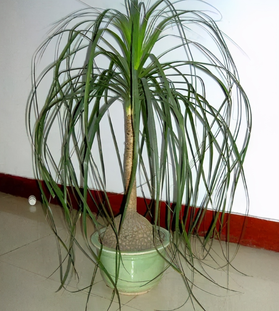 哪些植物对猫咪无毒又能吸附甲醛,室内吸收甲醛最有效的植物花卉