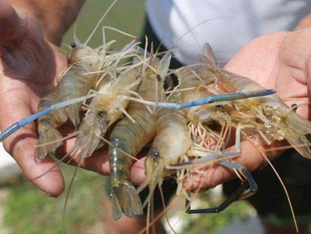 5只就有一斤重，每斤80元回头客多，会是下一个养殖风口吗？