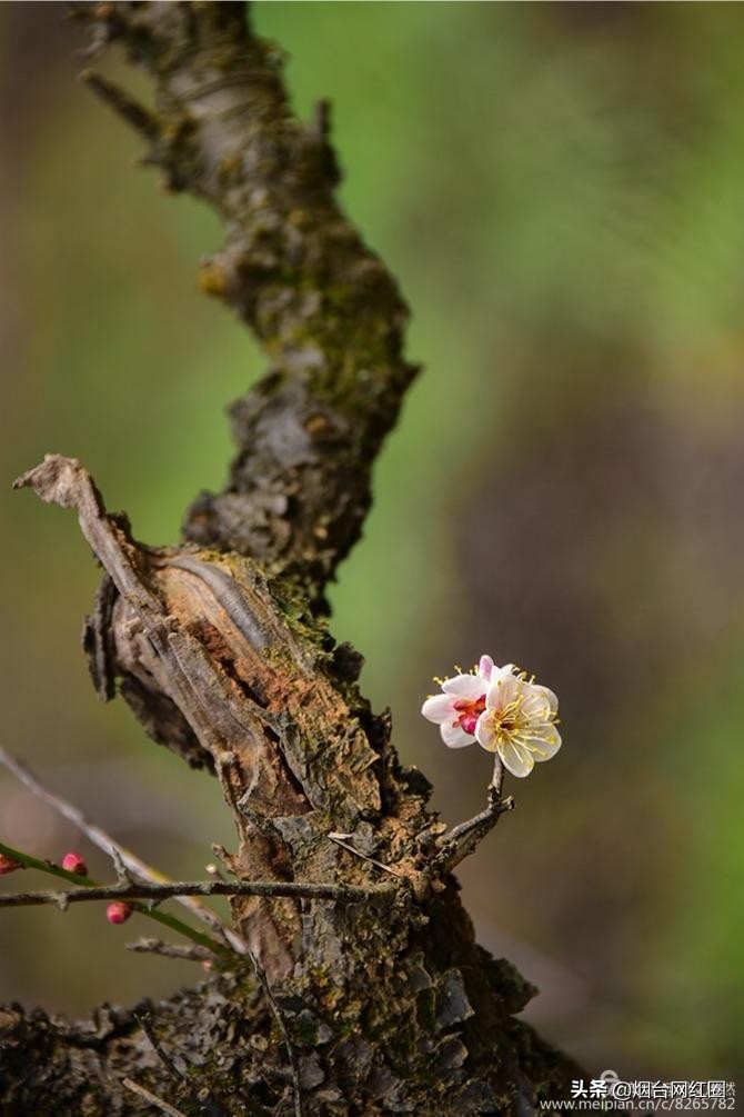 南京梅花山梅花开了吗,来南京梅花山赏梅花