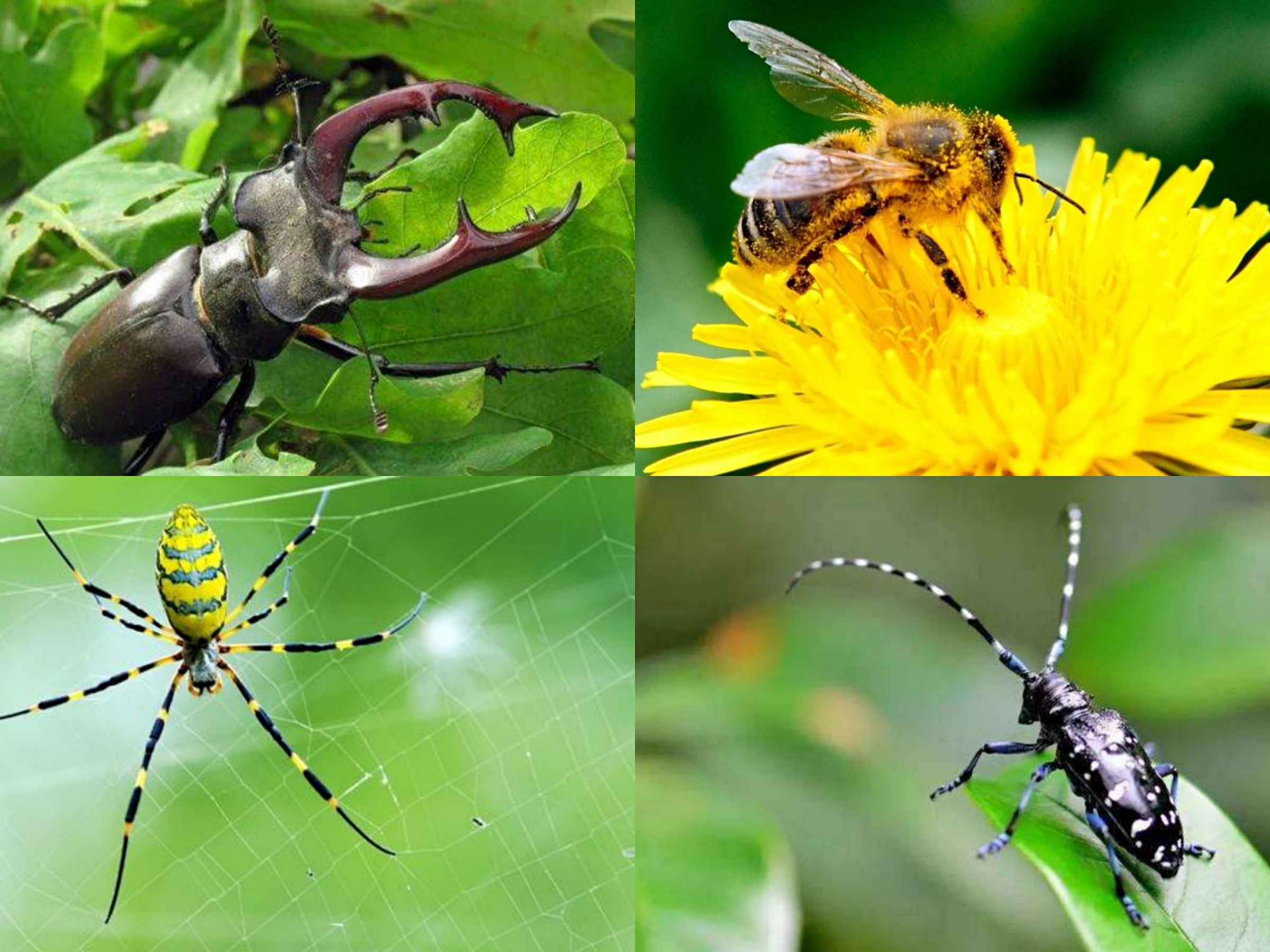 麻疹风团原因,麻疹由什么原因引起呢