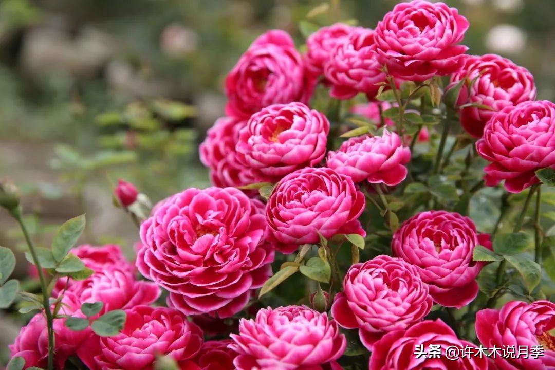 如何养月季花的技巧和施肥时间,月季怎么养开大花好看视频