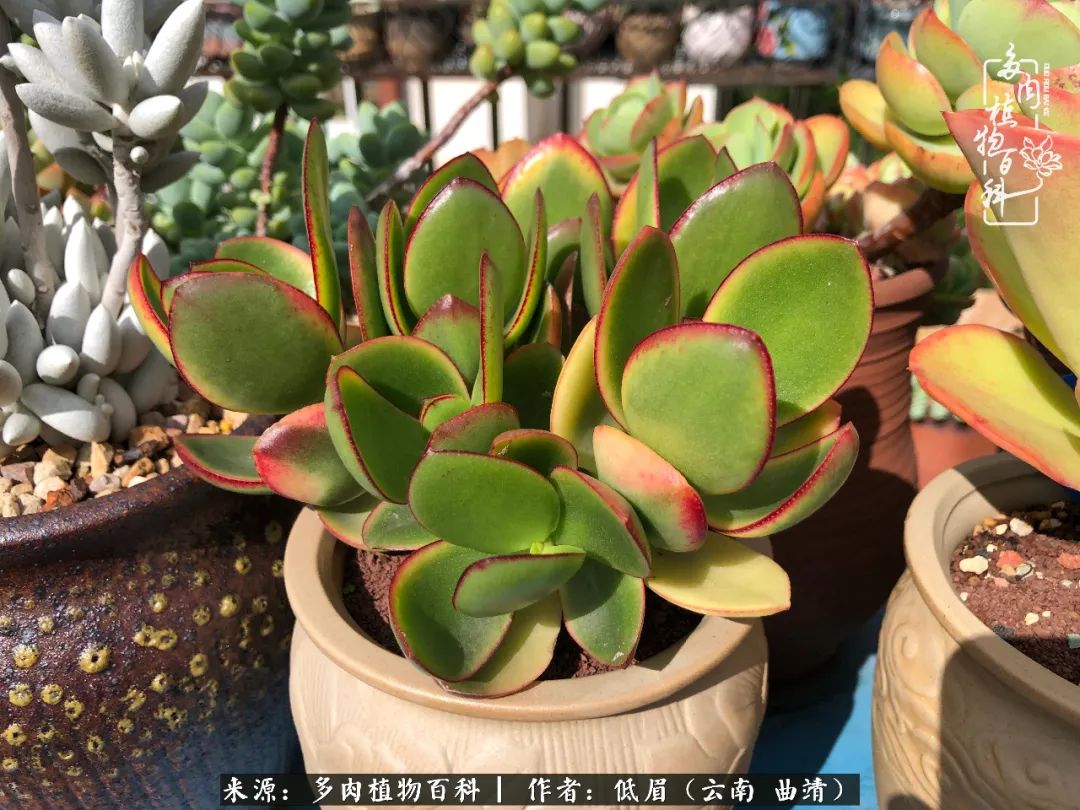 多肉怎么养度夏,多肉怎么养之度夏篇