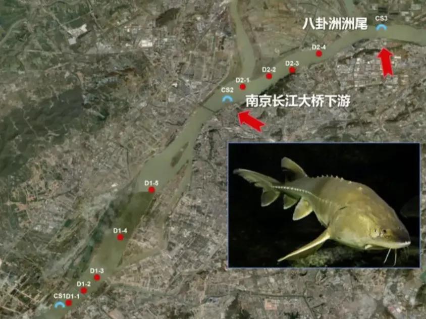 长江禁捕恢复最快的鱼,长江重新被发现的灭绝生物