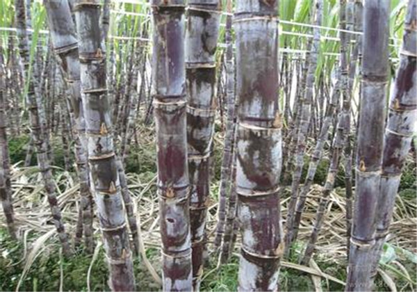 广西2020年黑皮果蔗产量是多少,黑皮甘蔗种植技术和管理技术