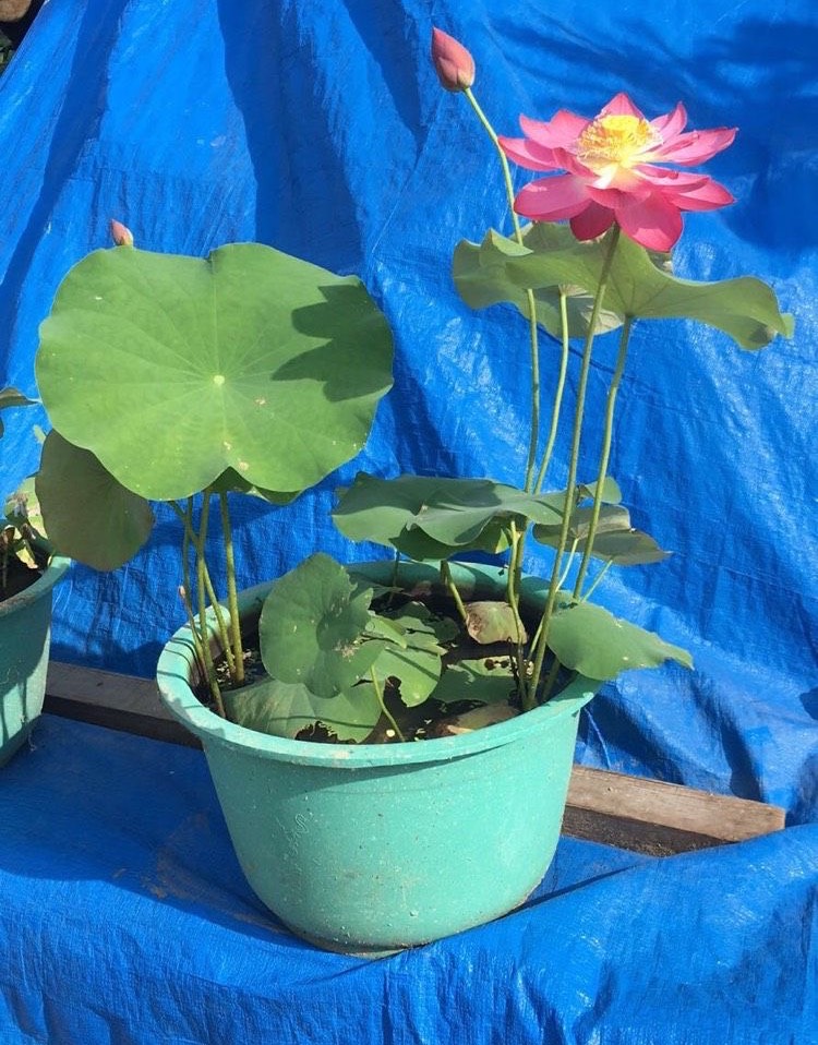 睡莲怎么养最好看,怎样养好睡莲黄叶子