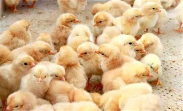 【花水湾•五星级】花水湾地标酒店！金陵温泉酒店泡古海温泉