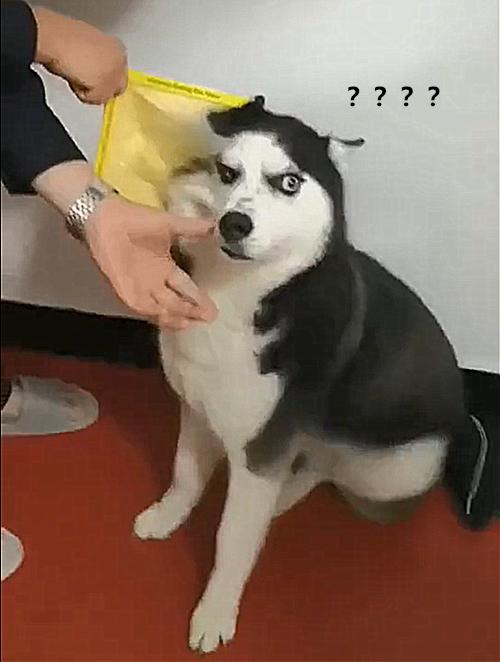 男子摘粘鼠板后续,男子用黏板捉老鼠