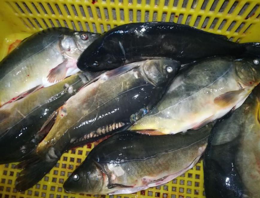 江里钓起“僵尸鱼”，鳞片稀疏已掉光，网友：忍着不死