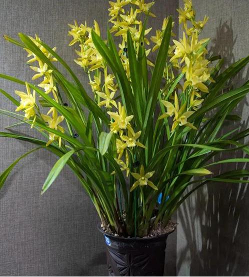 十大值得养的兰花有哪些,适合家庭养的兰花品种大全图