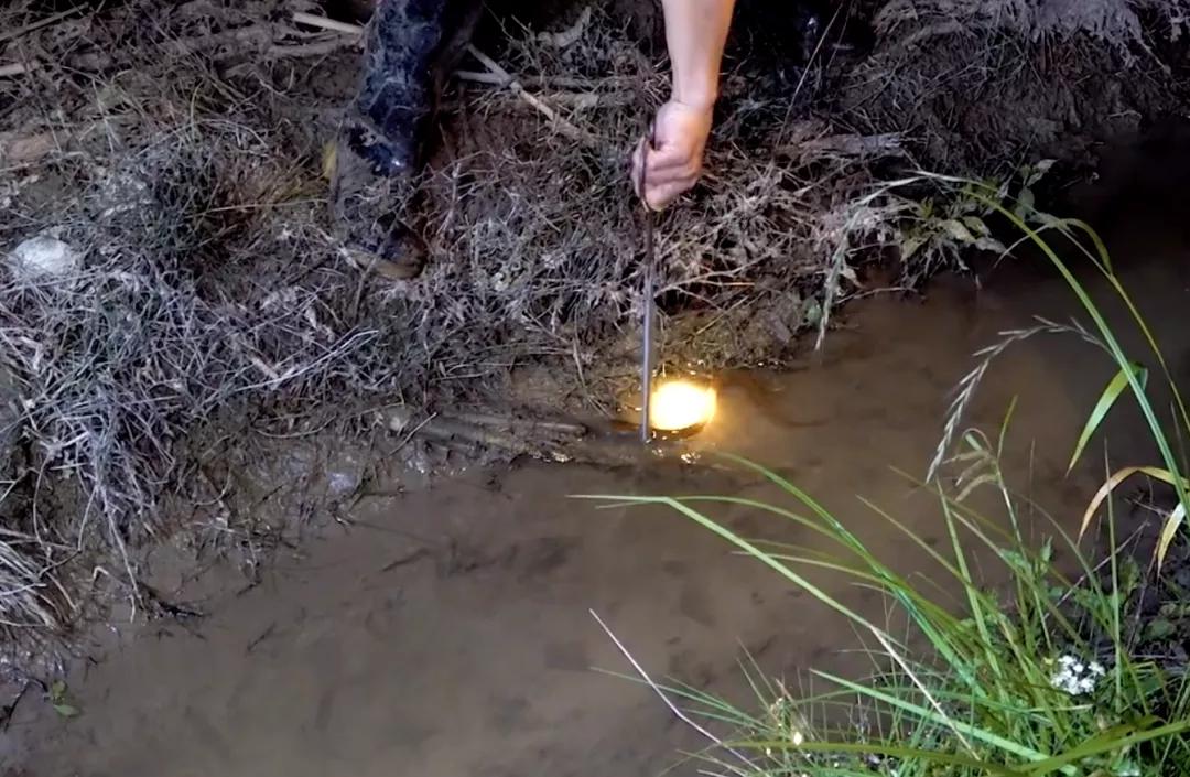 黄鳝，淡水水族中的小角色，凭什么成了直播时代的网红