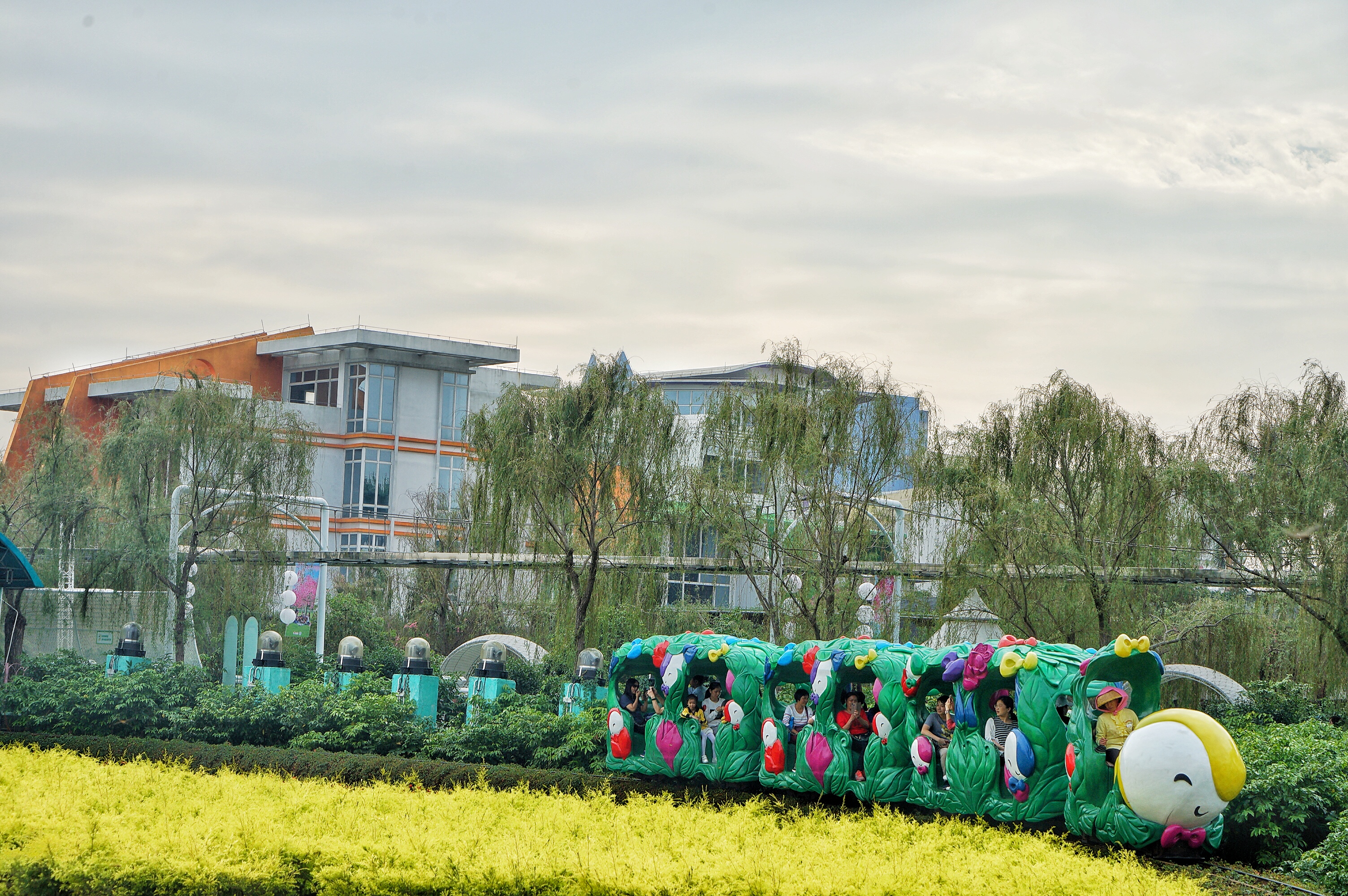 广州粉色浪漫花海,广东秋天粉色花海