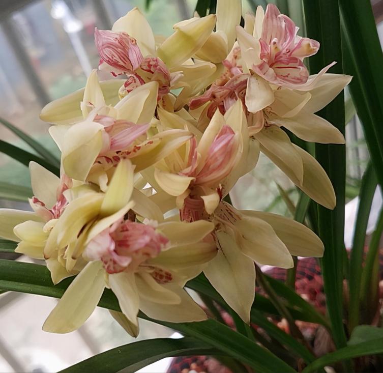 建兰奇花有哪些品种,富山奇蝶建兰多瓣奇花