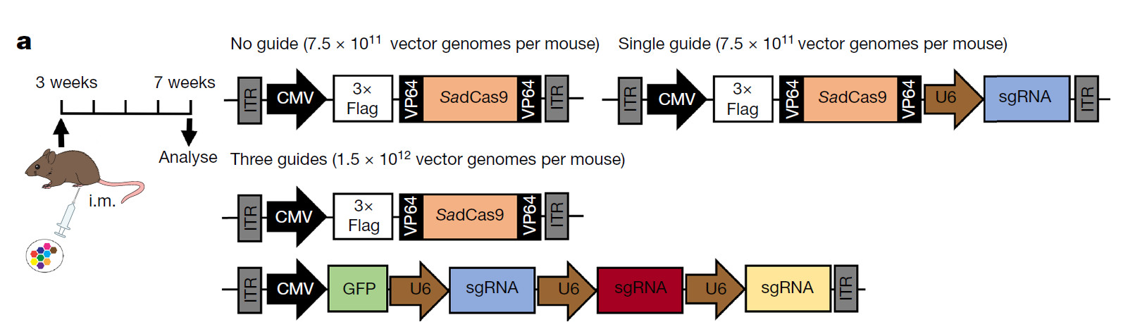 基因编辑治愈肌营养不良,crispr基因治疗效果