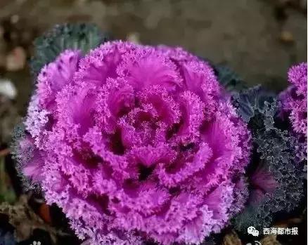 满福青海,青海人的冬天怎么过