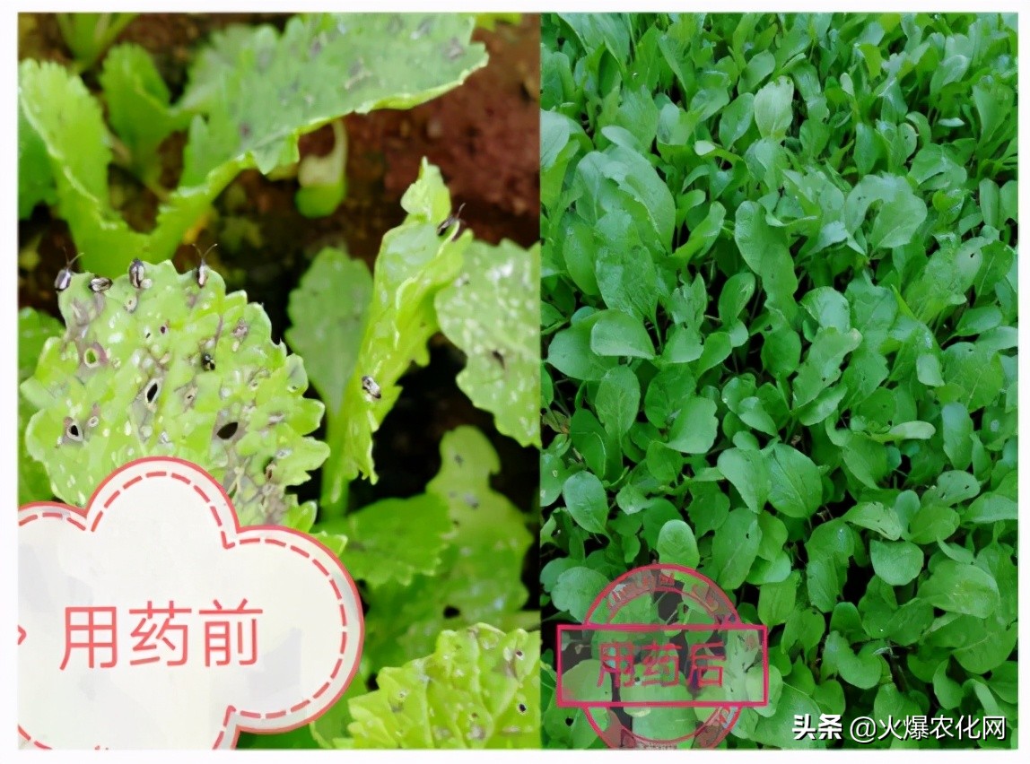 跳甲打甲,跳甲上午打还是晚上打好