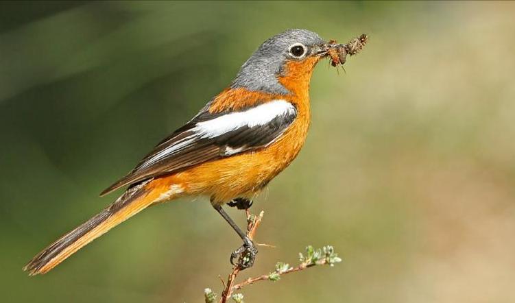 广东常见鸟类图谱和名称图文,东江揽胜鸟类