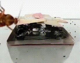 家里蟑螂多用哪种杀蟑办法,家中蟑螂怎么彻底消灭