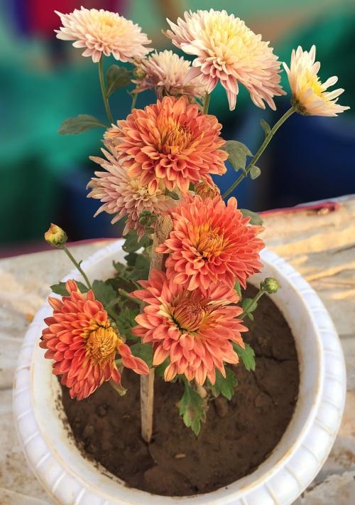 大丽花怎么养花瓶里,北方怎么养大丽花