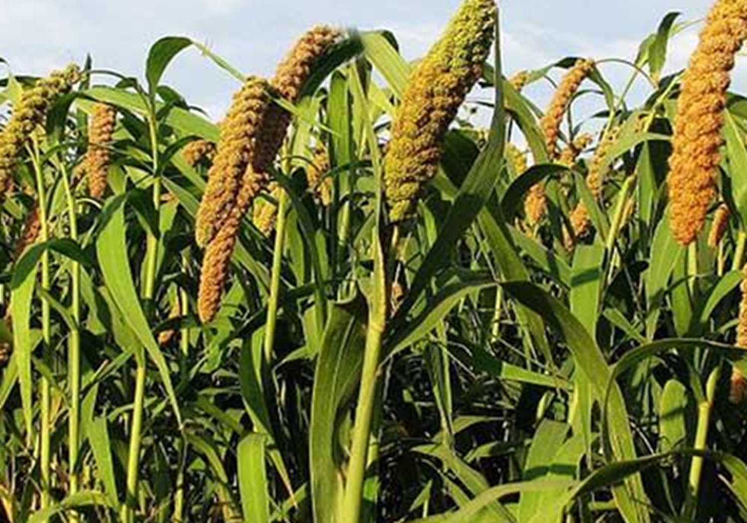 谷子种植：播种方法你知道多少？这里列有几种，来学习一下