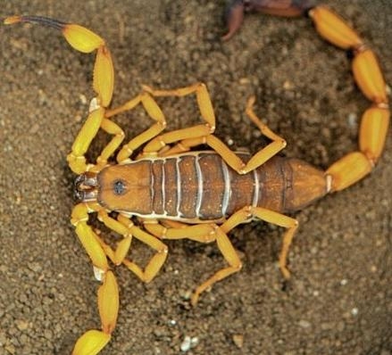 五毒之中蝎子的种类,五毒之首是蜘蛛还是蝎子