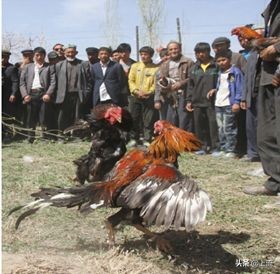 山东什么都大？*疆新**人不服