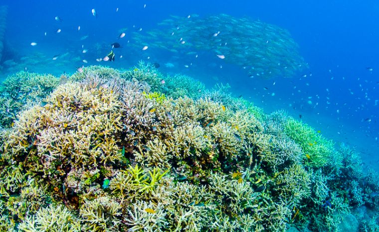 新型细菌导致珊瑚无法生长,海缸会受到影响吗?