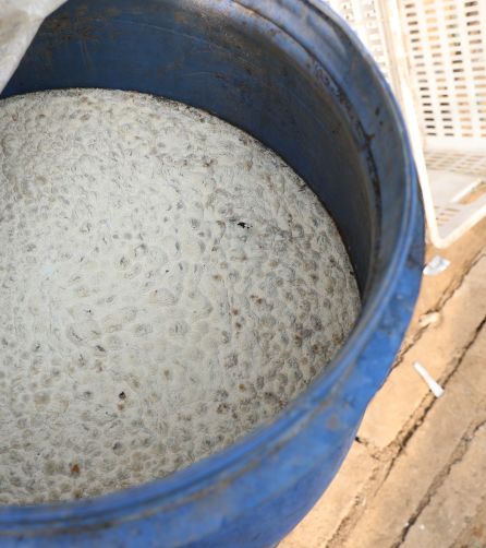 寿光这种“垃圾”火大了！它让纪台吕一村的全体菜农如获至宝