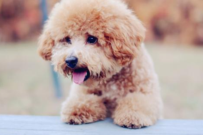 泰迪狗吃完就拉怎么回事,泰迪狗狗吃完就吐怎么回事