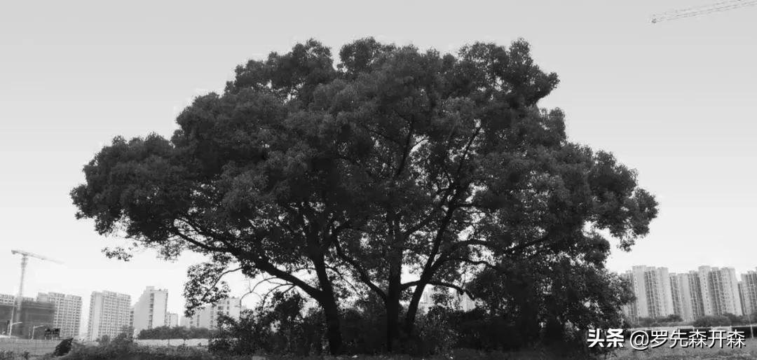 树之言木门,太湖度假区阅湖山价格