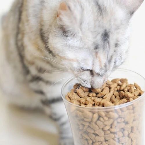 猫慢性肝炎早期几乎不能发觉，判断和预防猫慢性肝炎，应该这么做