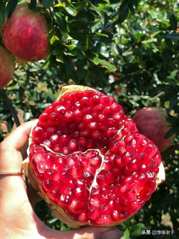 绔嬬鍚庣殑娌欐紶瑗跨摐,鍏ョ鍚庣殑瑗跨摐鑳戒笉鑳藉悆