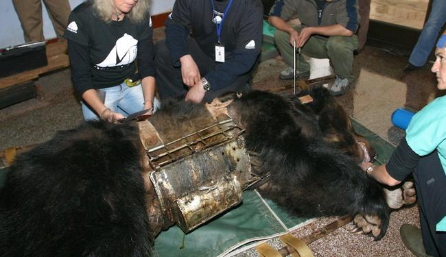 奶牛身上开洞是怎么回事,牛身开洞是什么原因