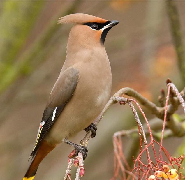 东江揽胜,惠州淡水常见鸟类图谱