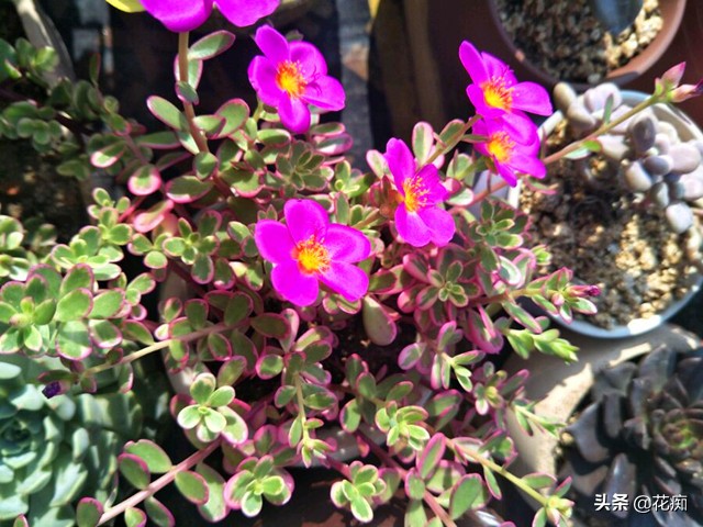 最好养又漂亮的太阳花,死不了的太阳花种子造型