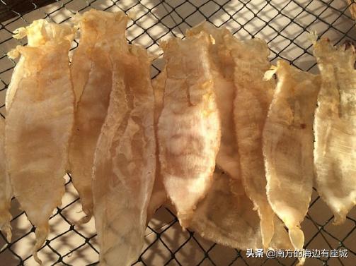 鱼胶是不是鱼泡晒干就成为鱼胶,鱼胶泡到什么程度算是泡好了